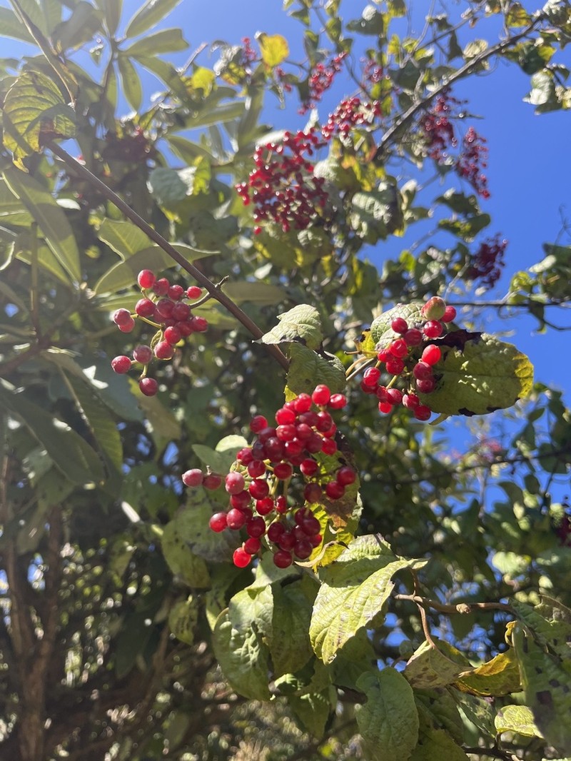 Viburnum mullaha photo 3