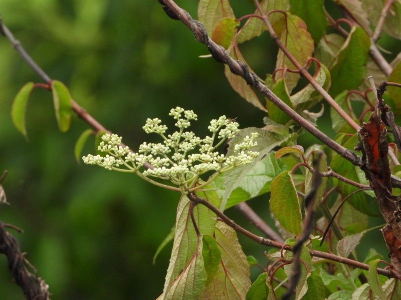 Viburnum mullaha photo 4