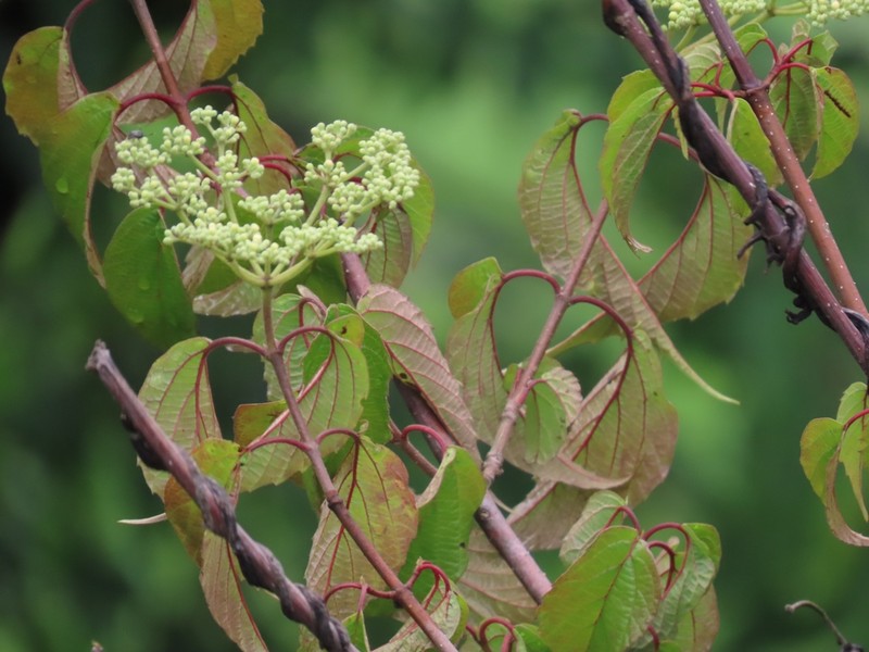 Viburnum mullaha photo 5