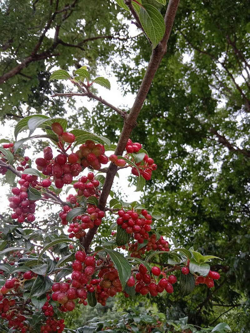 Viburnum mullaha photo 6