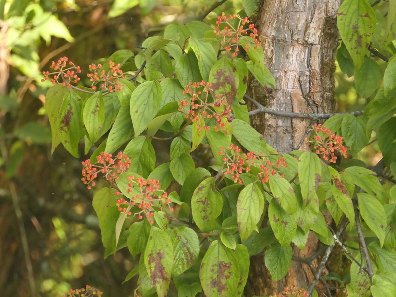 Viburnum mullaha photo 7