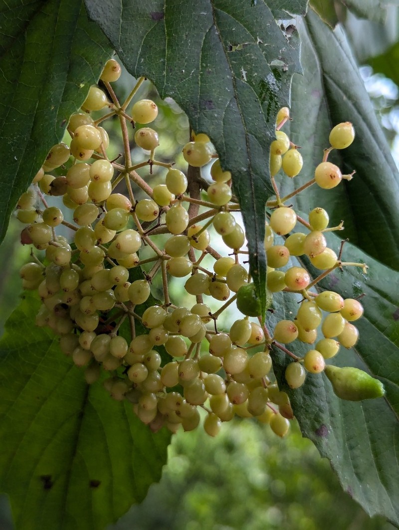 Viburnum mullaha photo 8