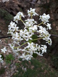 Viburnum nervosum