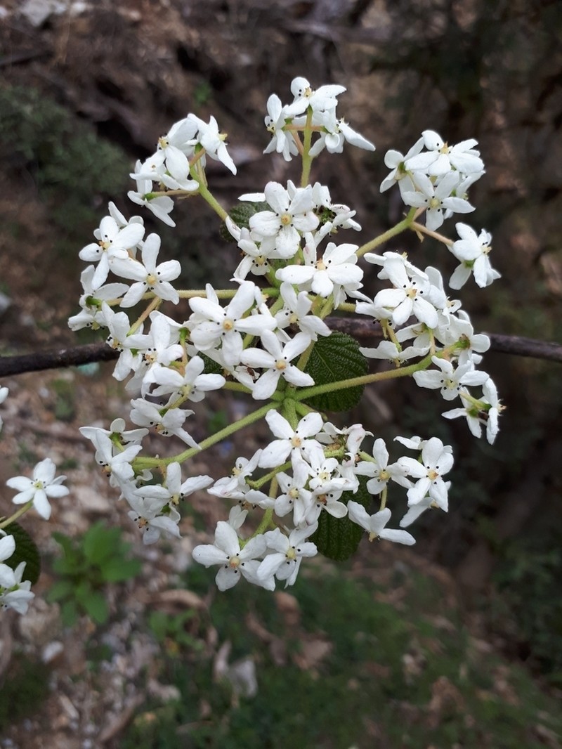 Viburnum nervosum