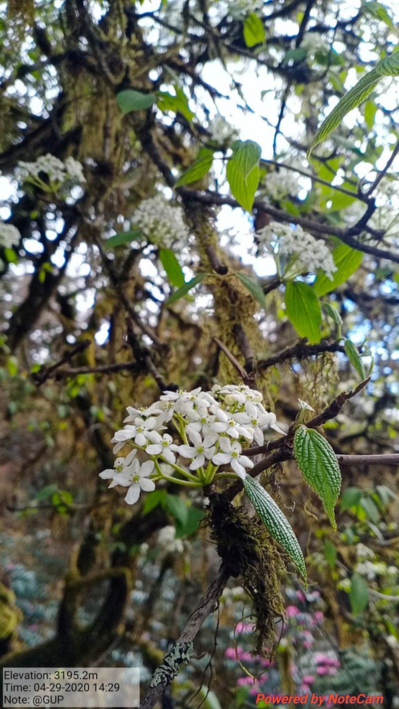 Viburnum nervosum photo 2