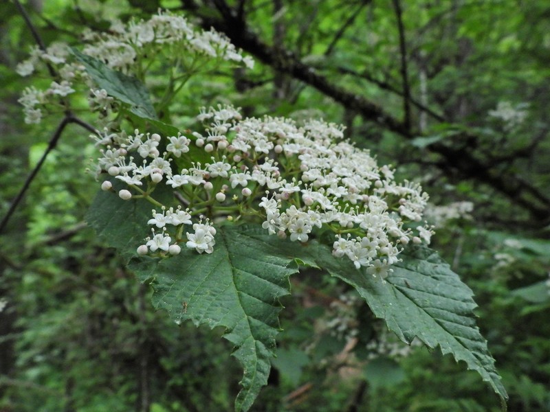 Viburnum nervosum photo 3