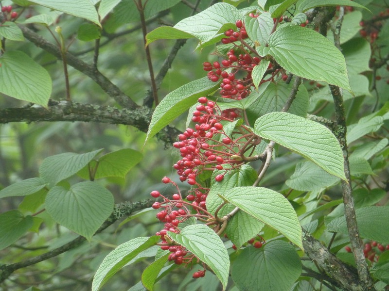 Viburnum nervosum photo 4