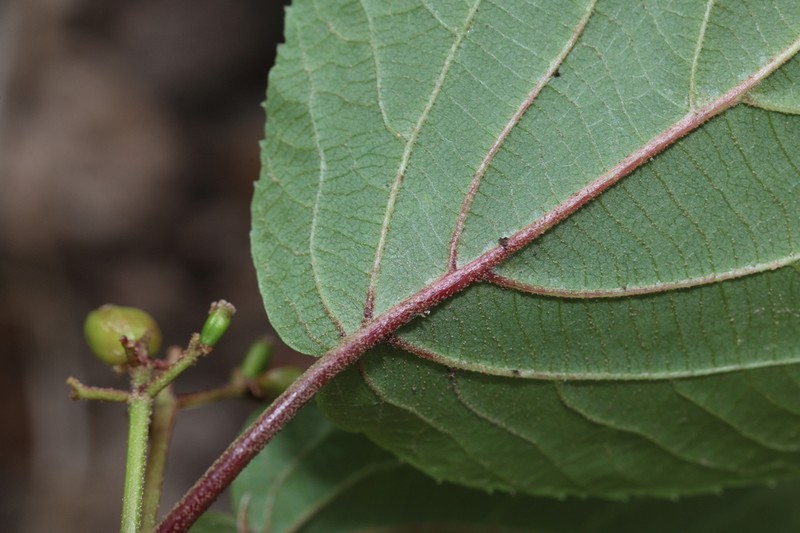Viburnum nervosum photo 5
