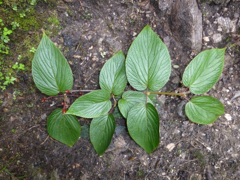Viburnum nervosum photo 6