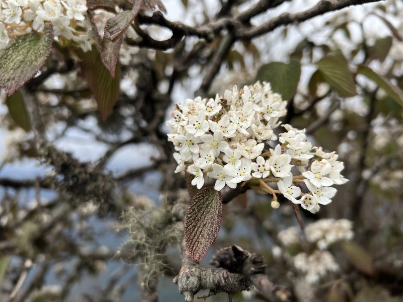 Viburnum nervosum photo 7