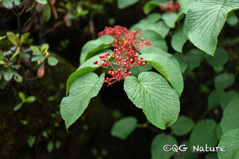Viburnum nervosum photo 8