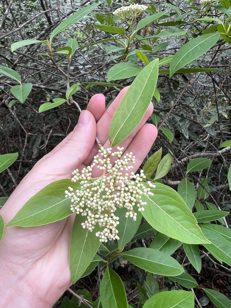 Viburnum nitidum photo 2