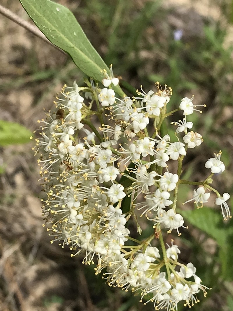 Viburnum nitidum photo 3