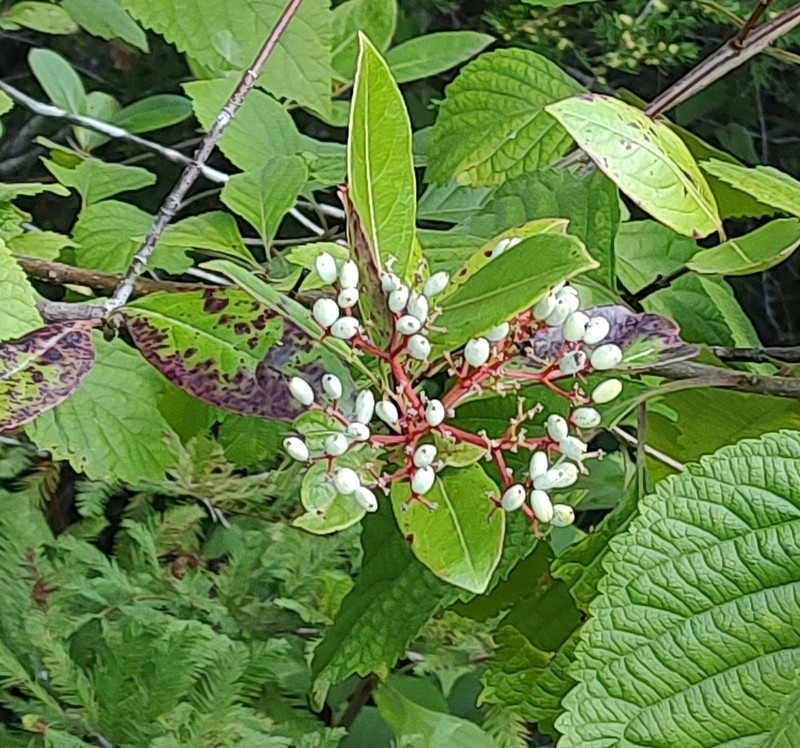 Viburnum nitidum photo 4