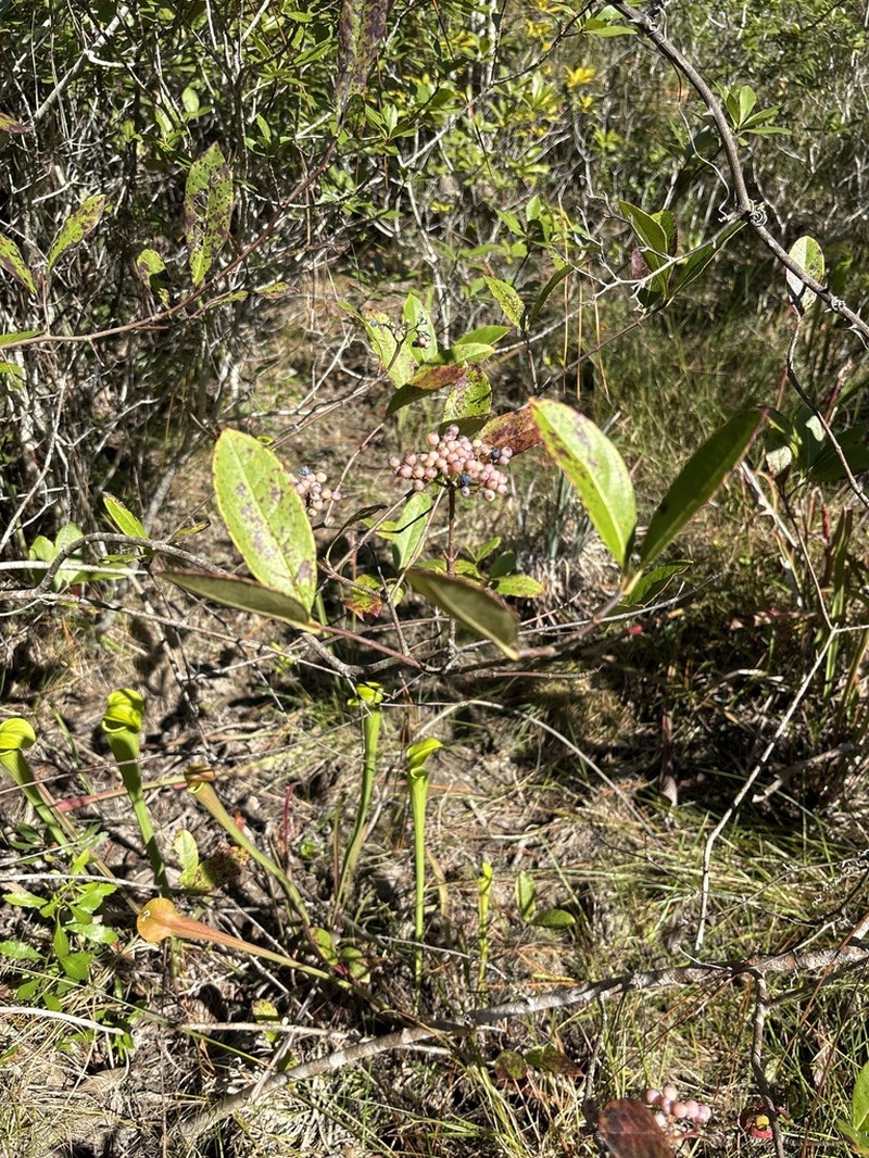 Viburnum nitidum photo 5