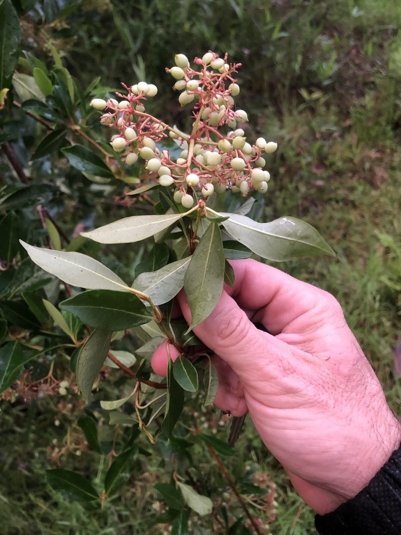 Viburnum nitidum photo 6