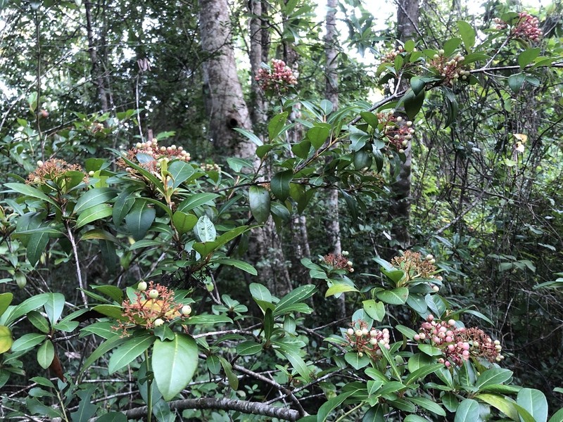 Viburnum nitidum photo 7