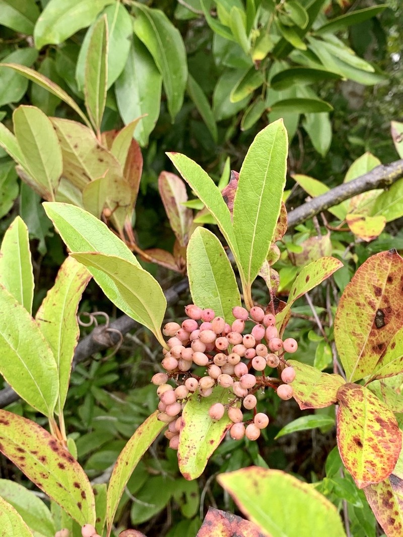 Viburnum nitidum photo 8