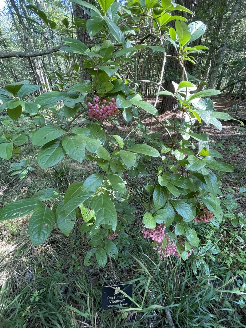 Possumhaw photo 3