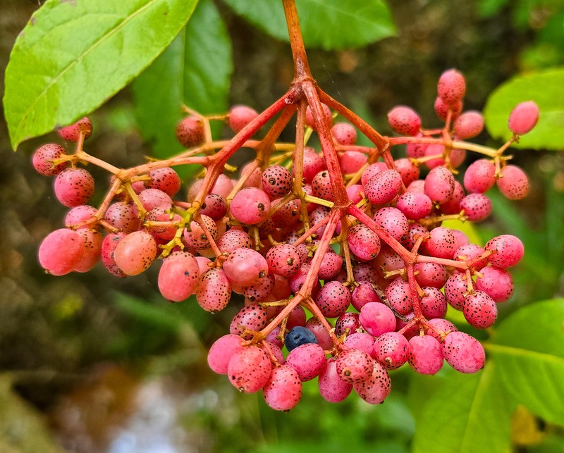 Possumhaw photo 4
