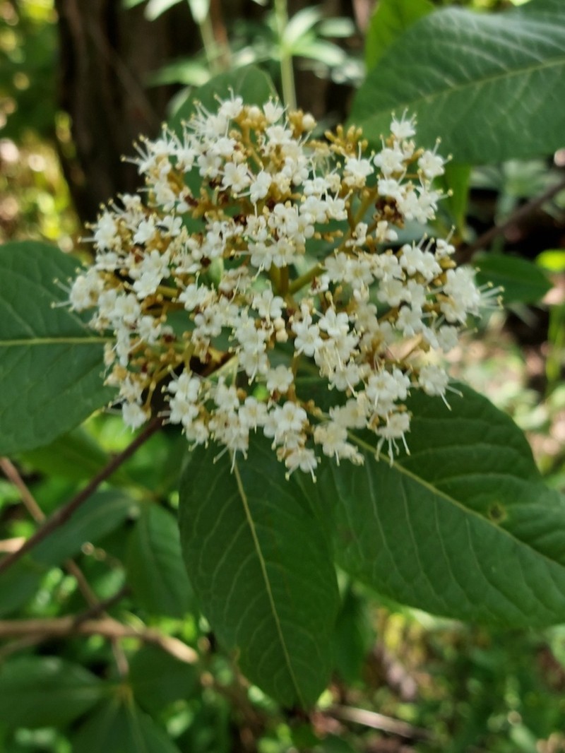 Possumhaw photo 5