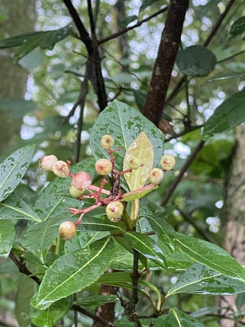 Possumhaw photo 6