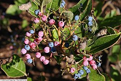 Possumhaw