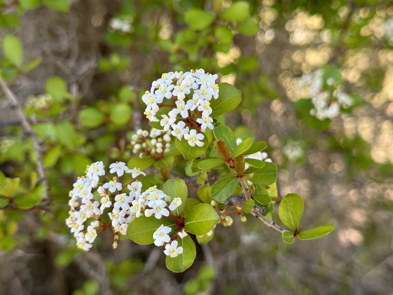 Small-Leaf Arrowwood photo 3