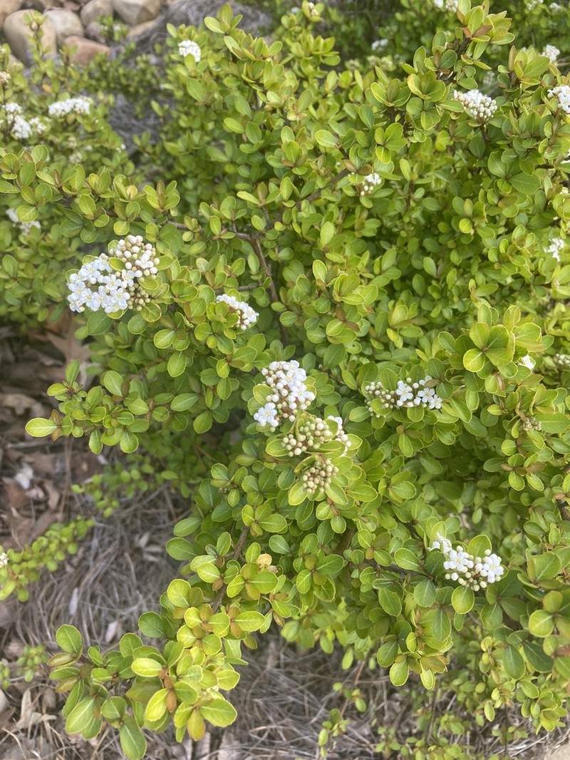 Small-Leaf Arrowwood photo 4
