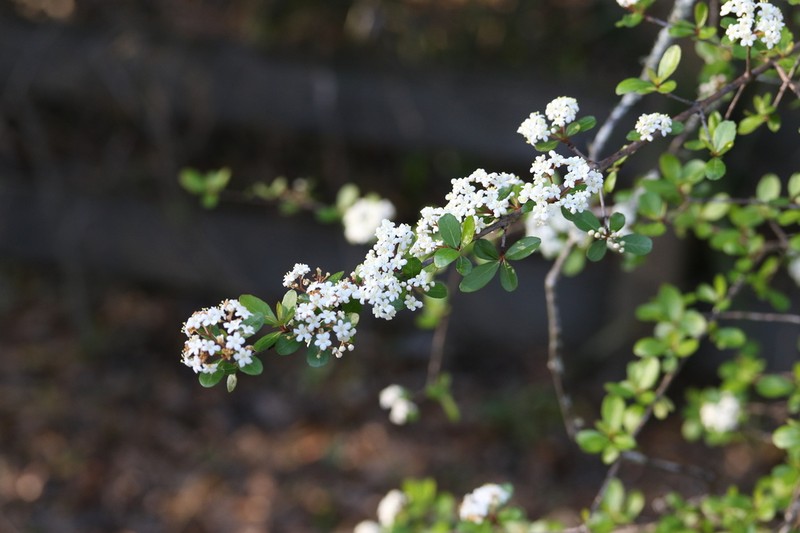 Small-Leaf Arrowwood photo 6