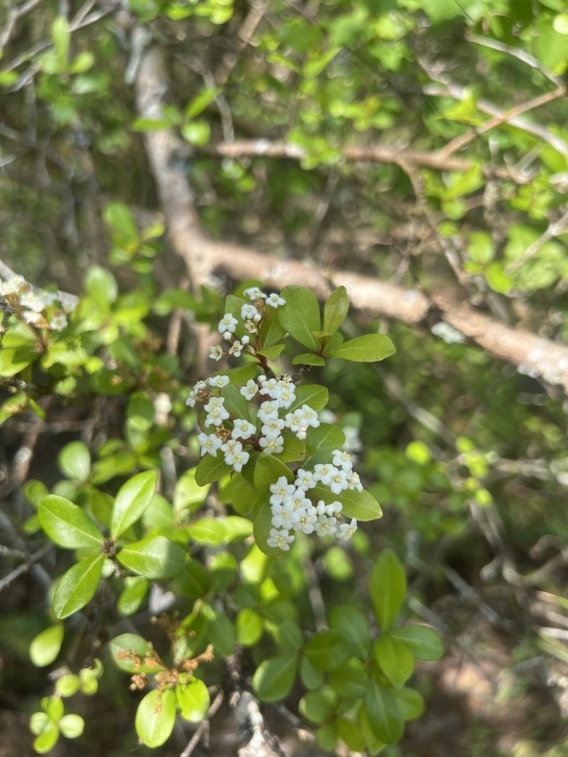 Small-Leaf Arrowwood photo 7