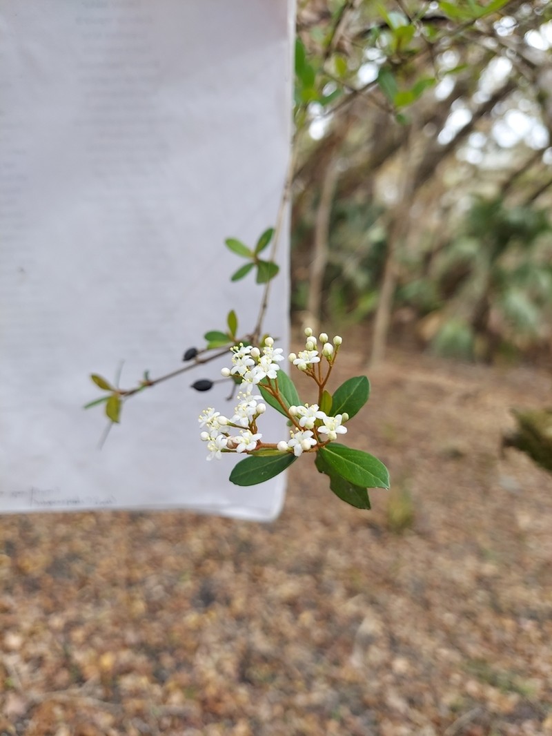Small-Leaf Arrowwood photo 8