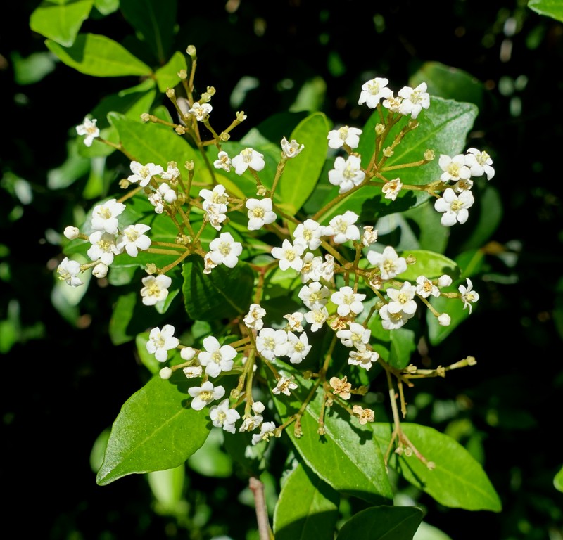 Small-Leaf Arrowwood