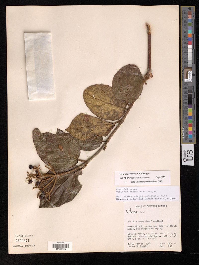 Viburnum obtectum
