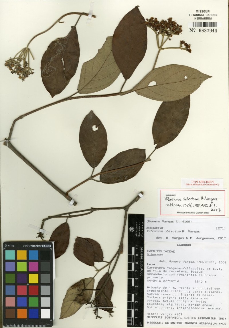 Viburnum obtectum photo 2