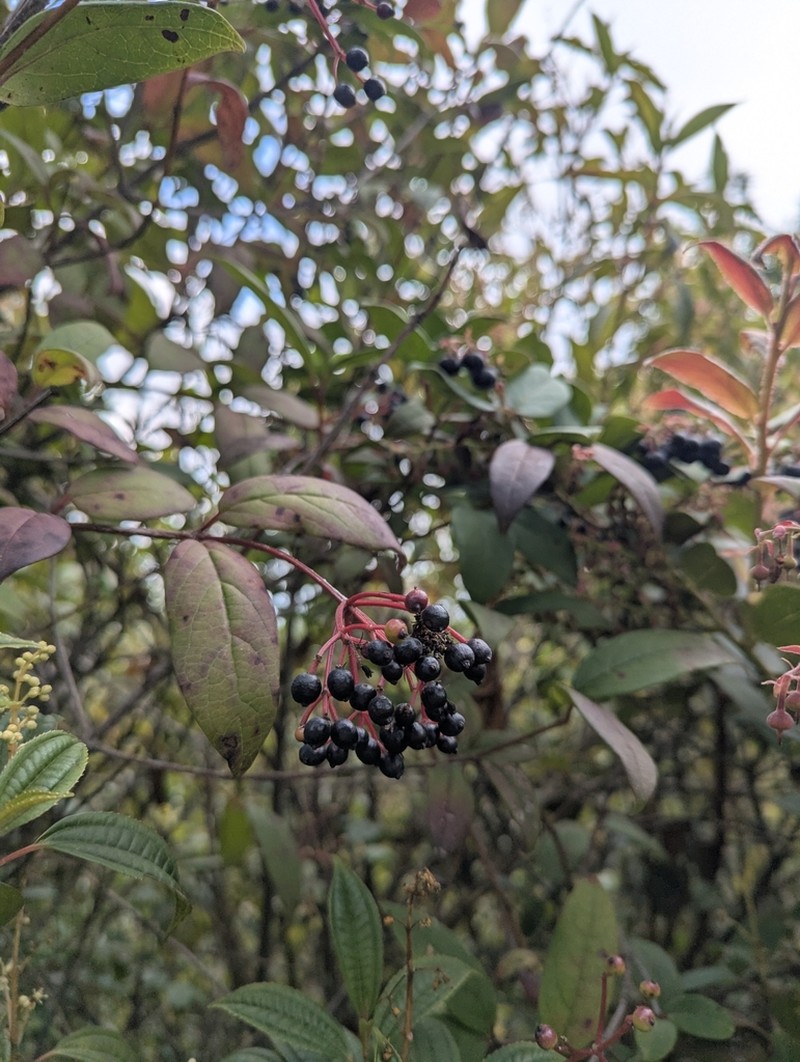 Viburnum obtusatum