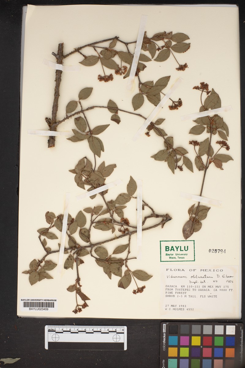 Viburnum obtusatum photo 2