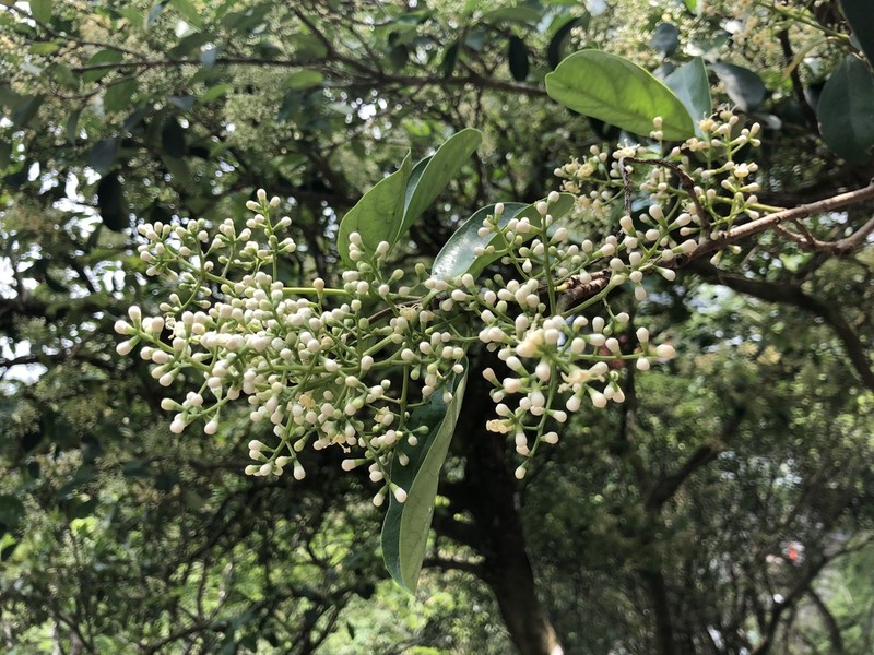 Viburnum odoratissimum photo 5