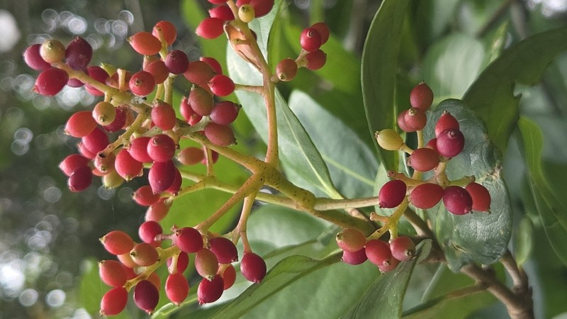 Viburnum odoratissimum photo 6