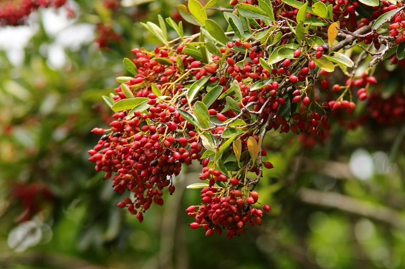Viburnum odoratissimum photo 7