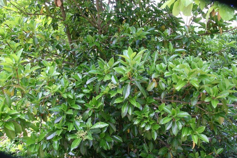 Viburnum odoratissimum photo 2