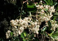 Viburnum odoratissimum
