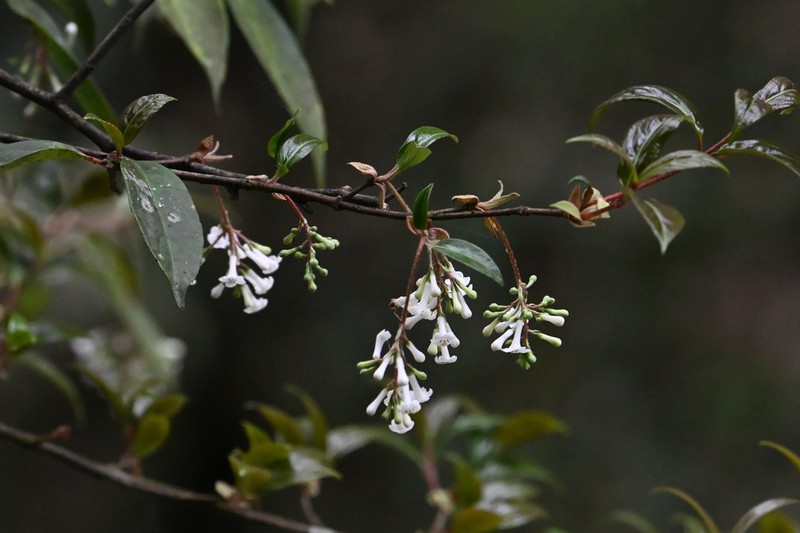 Viburnum oliganthum