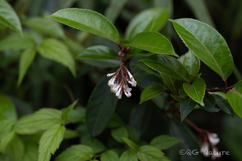 Viburnum oliganthum photo 2
