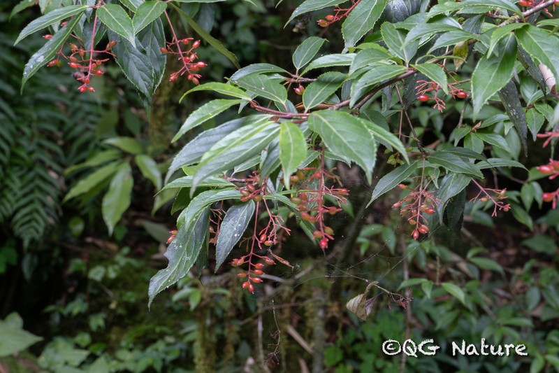 Viburnum oliganthum photo 3