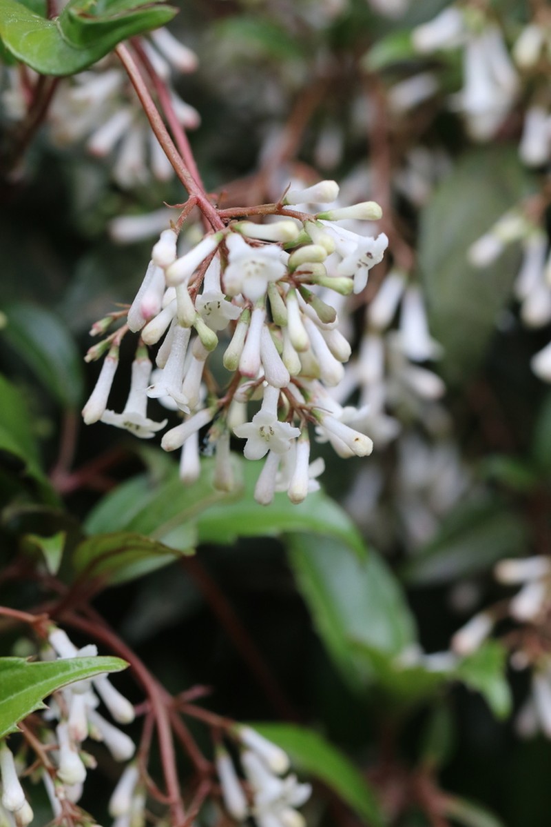 Viburnum oliganthum photo 4