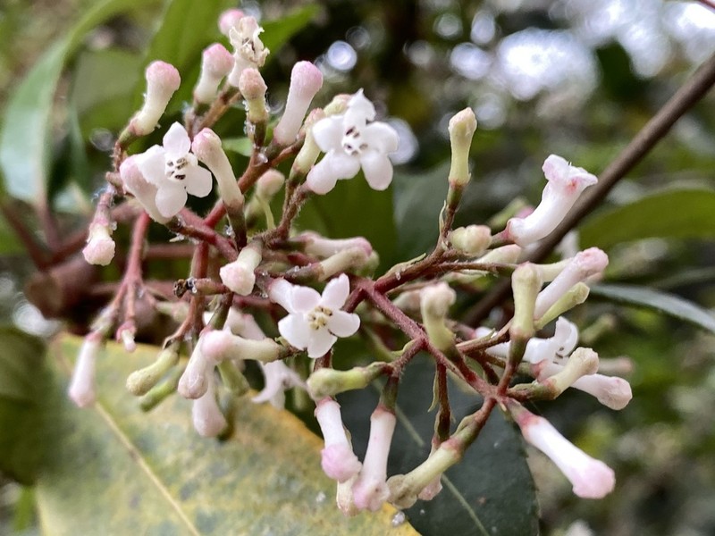 Viburnum oliganthum photo 5