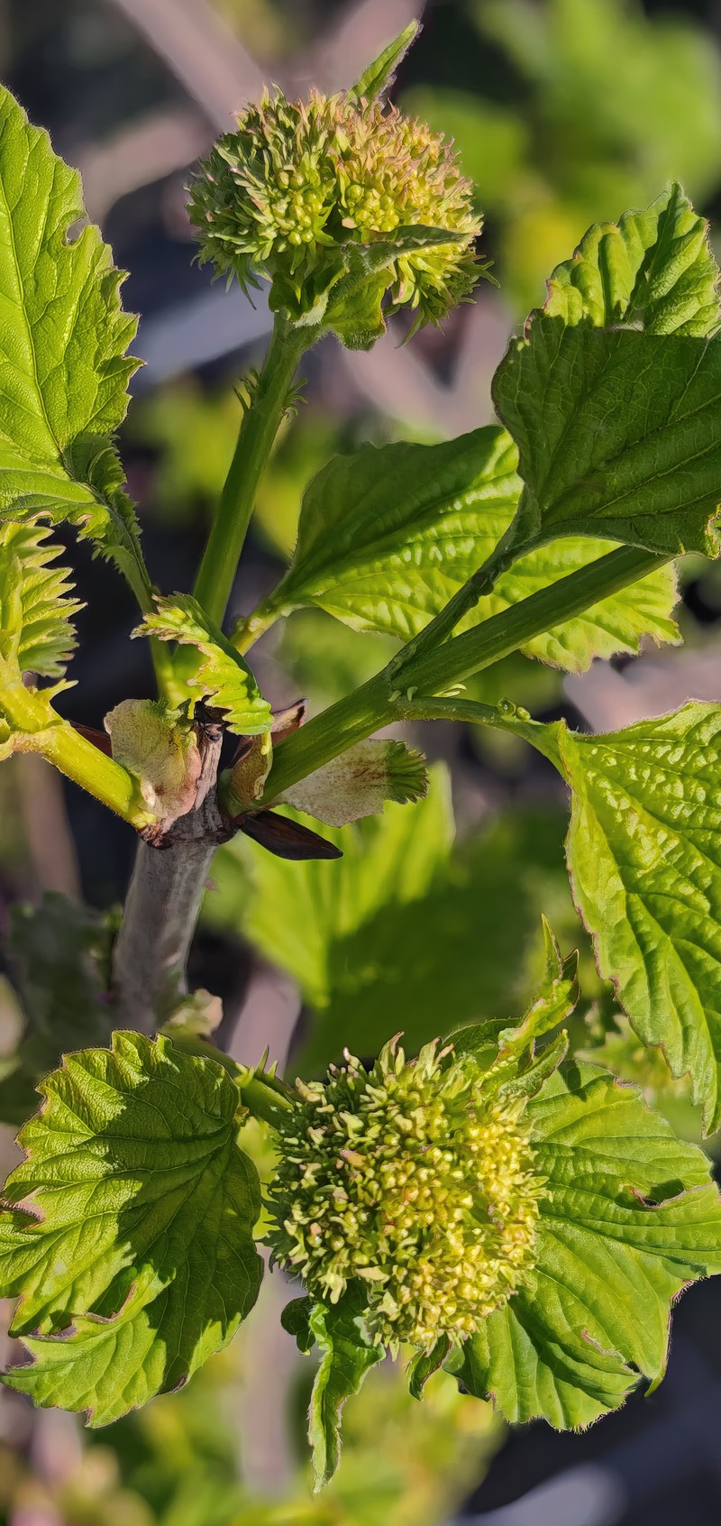European Cranberrybush photo 5