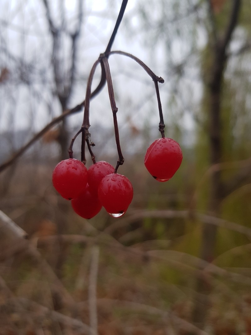 European Cranberrybush photo 6