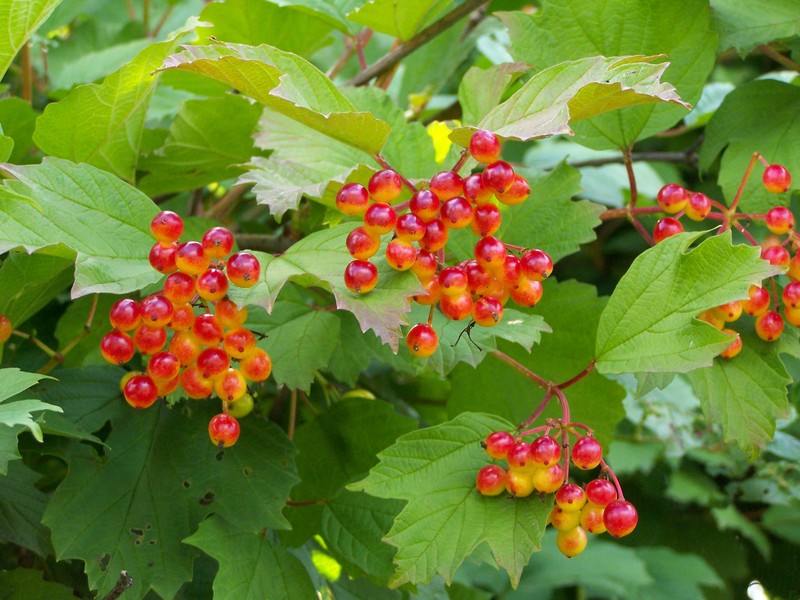 European Cranberrybush